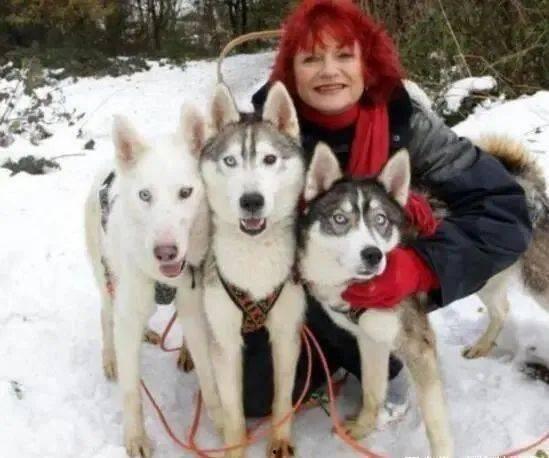 要哈士奇大腚娱乐吃瓜酱,吃瓜酱带你领略萌宠界的欢乐盛宴  第2张